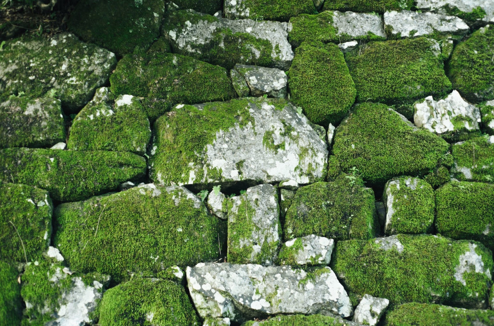 GET MOSS OFF THE OUTSIDE OF YOUR HOME WITH THE HELP OF A PROFESSIONAL