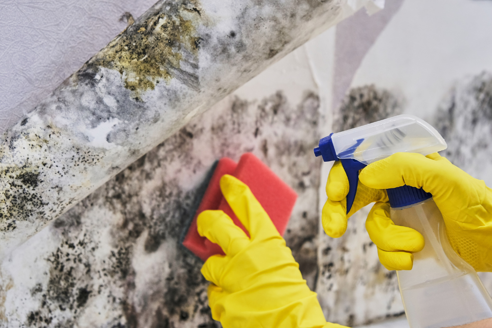 HOW TO PREVENT MOLD GROWTH ON YOUR HOME OR PROPERTY: EXPERT TIPS